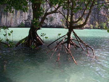 mangrove dans le lagon de Hong Island